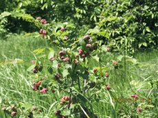 Tetraneura coerulescens заселение Ulmus 2